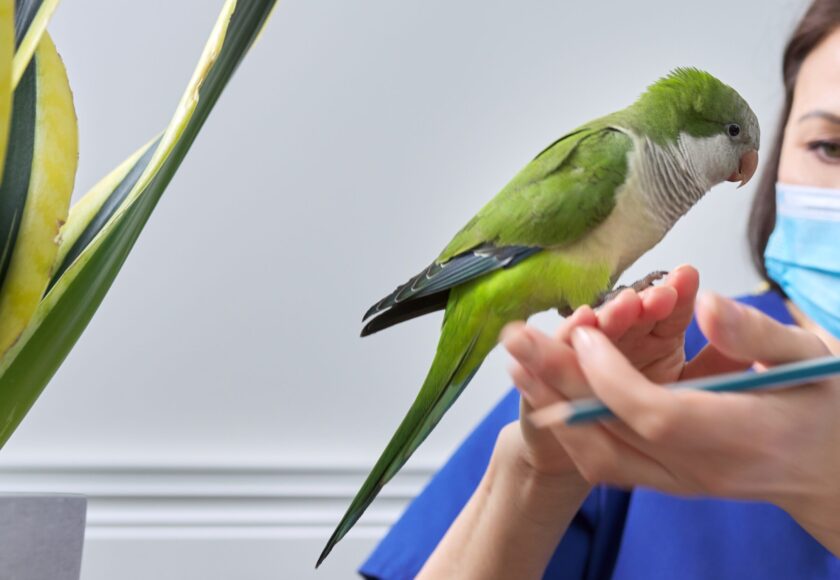 Doctor woman veterinarian examining a green Quaker parrot