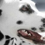 Igiene orale e pulizia dentale nel cane anziano: un gesto di cura