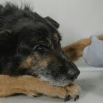 Invecchiare con cura: perché la visita geriatrica è importante